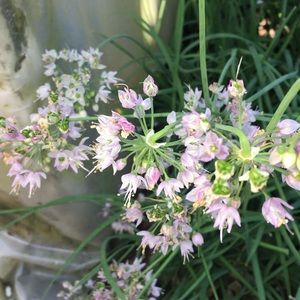 Meet your Posher, Charlotte